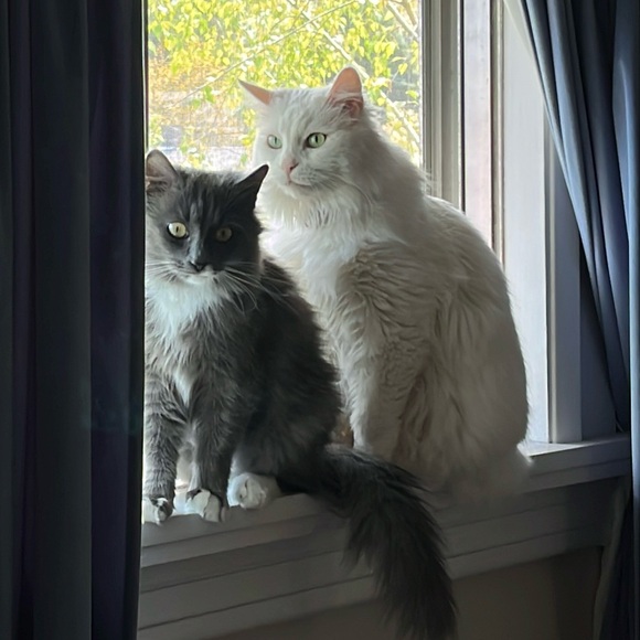 sunnycatsd
